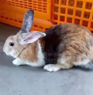Rabbits for Meat and Breeding