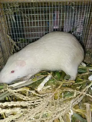 White Grasscuter