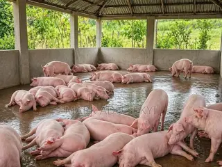 Healthy and Strong Live Pig