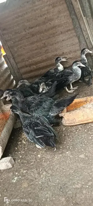 Healthy 3-Month-Old Muscovy Ducks for Sale