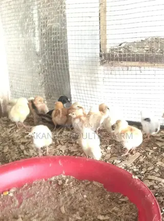 Foreign Kurioler Day Old