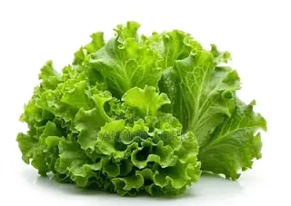 Fresh Lettuce