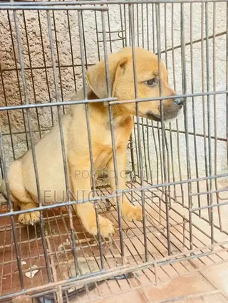 1-3 months Female Mixed Breed American Pit Bull Terrier