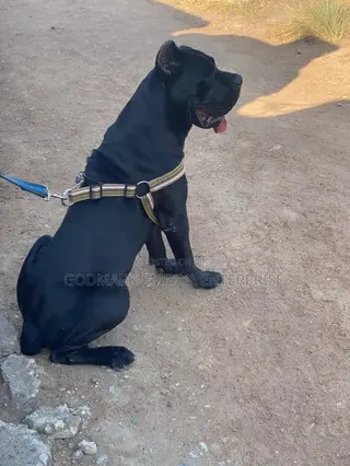 1+ year Male Purebred Cane Corso
