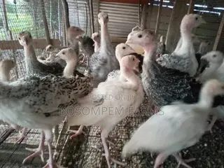 Young Turkeys for Sale