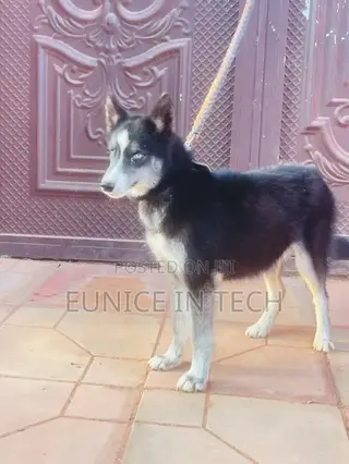 3-6 months Female Purebred Siberian Husky