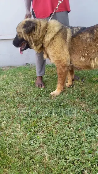1+ year Female Purebred Caucasian Shepherd