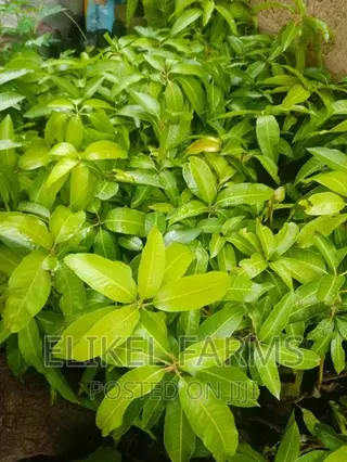 Certified Grafted Mango Seedlings.