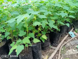 Exotic Pawpaw Seedlings