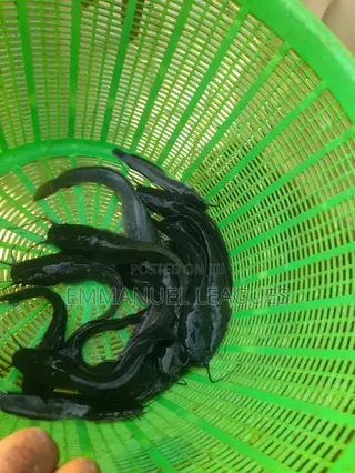 Call in for Your Catfish Juveniles.