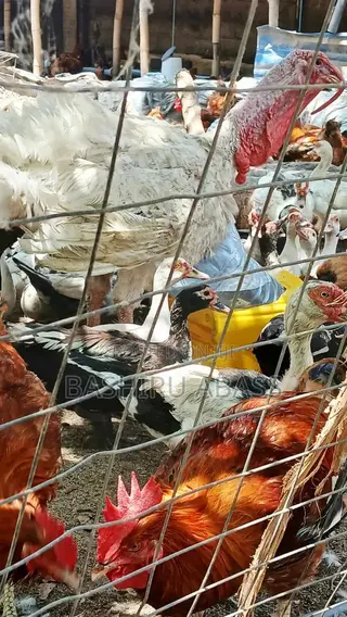 Matured Turkeys Available for Sale
