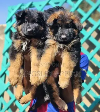 1-3 months Male Purebred German Shepherd