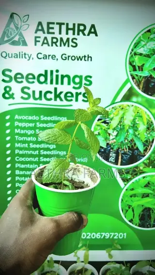 Fresh Spear and Chocolate Mint Seedlings