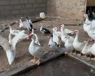 Hybrid Duck