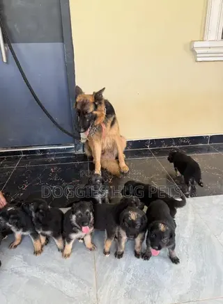 1-3 months Female Purebred German Shepherd