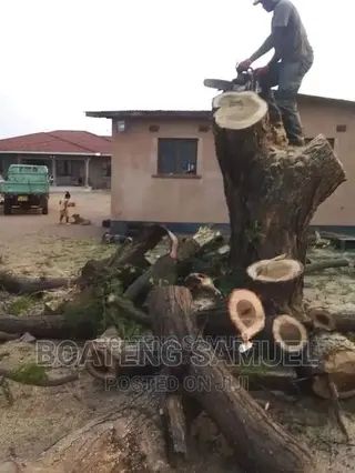 Chainsaw Operator for Tree Cutting Services in Accra.