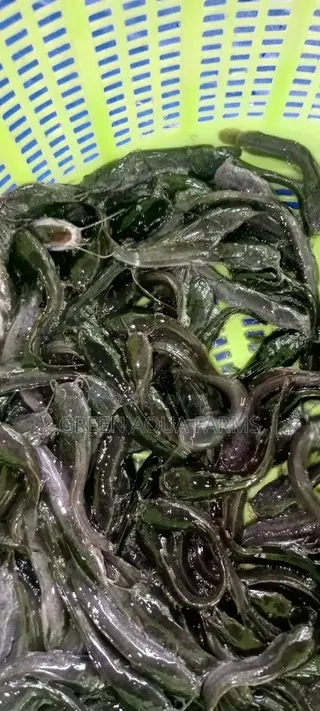 Catfish Fingerlings and Juveniles