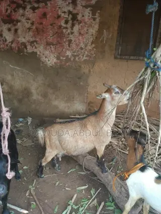 The Goat Seller
