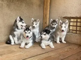 1-3 months Female Purebred Siberian Husky