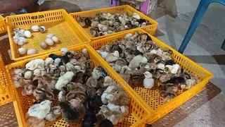 Day Old Fulani Giant Local Fowls