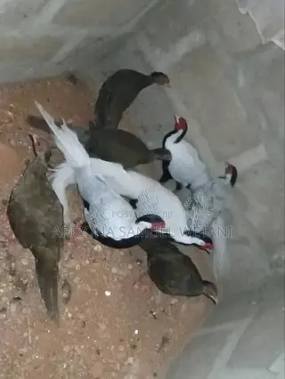 Pheasants for Sale