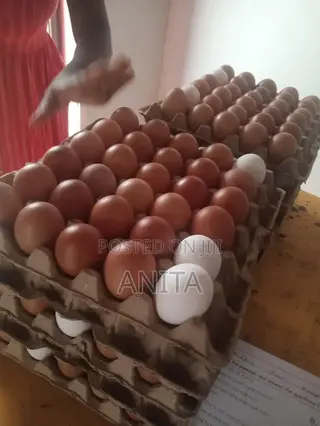 Fertilized Eggs for Sale