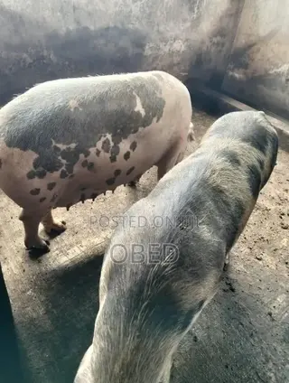 We Are Sell Pigs