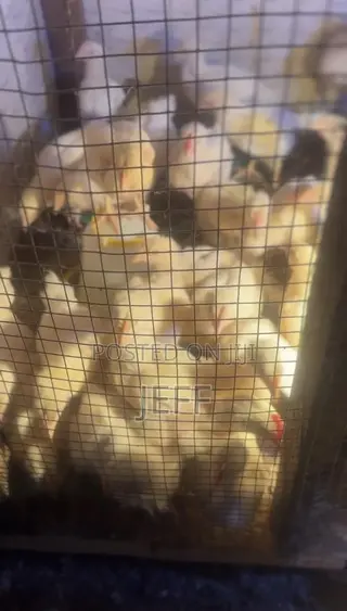 Broiler Chicken for Sale