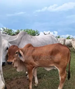 Young Gudali