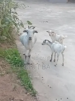 Pregnant Female Goats With Two Female Kids