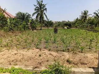 1 Plot of Land for Sale in Awutu Breku( Winneba Road) Registered
