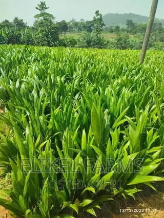 Certified High Yielding Tenera Oilpalm Seeds Seedlings