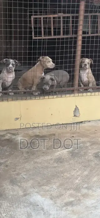 3-6 months Male Purebred American Bully