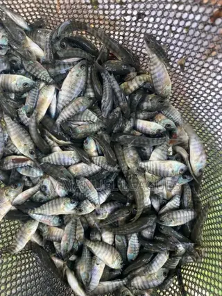 Tilapia Fingerlings Available at 1cedi. Call Now On.