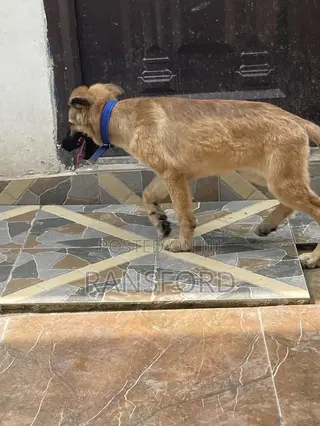 3-6 months Female Purebred German Shepherd