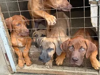 3-6 months Male Purebred Boerboel