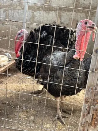 Turkey for Sale