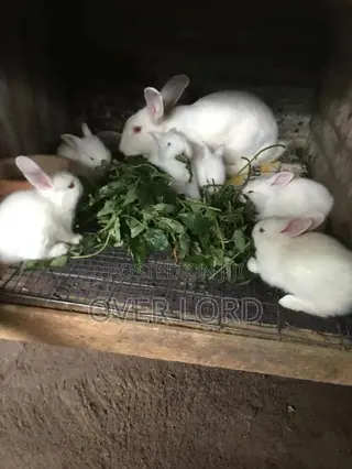 Rabbits For Sale