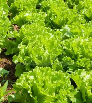 Fresh Farm Lettuce, Harvested Same Day | Crisp & Chemical-Light