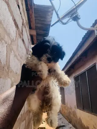 1-3 months Male Purebred Poodle