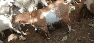 Goats for Sale
