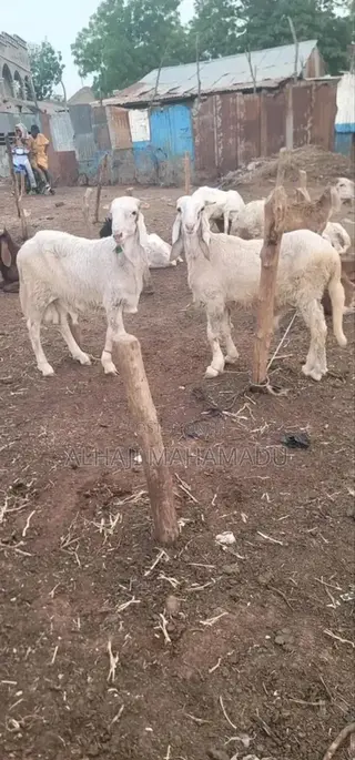 Nice Female Sheep's Seller