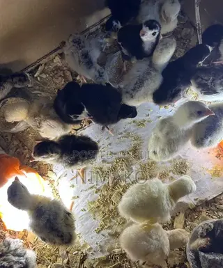 1 Day and 7 Days Old Hybrid Turkey Poults Ghc60. Tel
