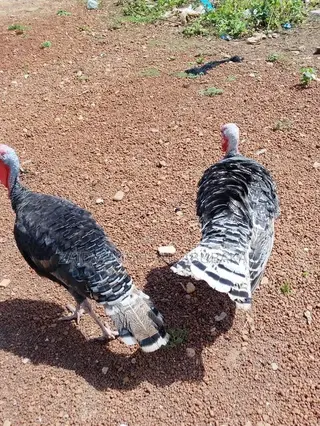 Male Turkey for Sale Two Available