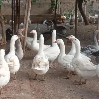 Geese (Domestic)