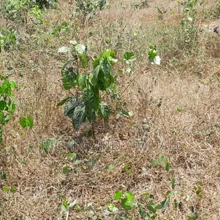 Plot for Sale at Nkroful Phastor