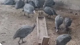 Guinea Fowls