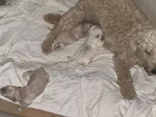 1-3 months Female Mixed Breed Maltipoo