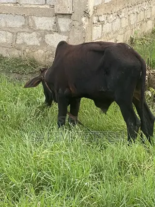 Cow 4 Sell at Cool Price