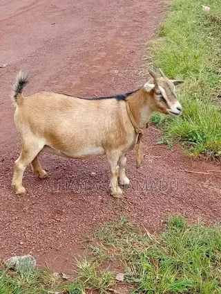 Nice Goat Seller